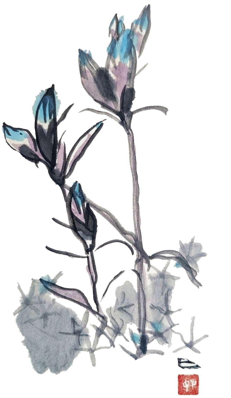 花 / Flowers